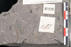 Foto (Detailansicht) von Plantae indet.  (NHMW-GEO-2024-0188-10226)